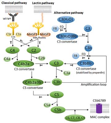 Complement Receptors and Their Role in Leukocyte Recruitment and Phagocytosis